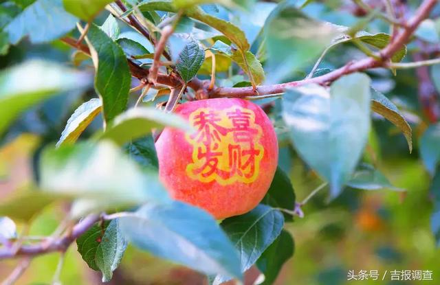 龙丰果是苹果吗，龙丰果是不是沙果（多少人舌尖上的独特记忆——柳河的向阳红苹果）