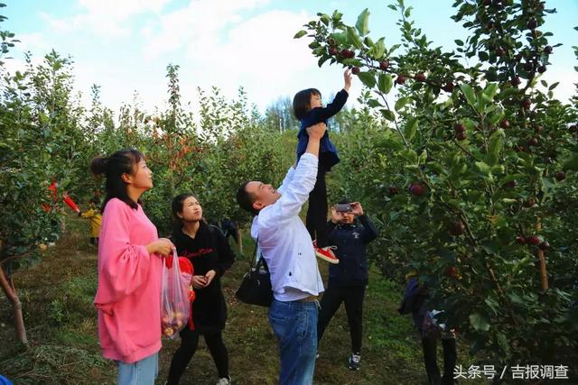 龙丰果是苹果吗，龙丰果是不是沙果（多少人舌尖上的独特记忆——柳河的向阳红苹果）