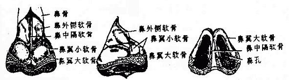 呼吸系统解剖图，呼吸系统解剖图手绘（人体解剖学：呼吸系统）