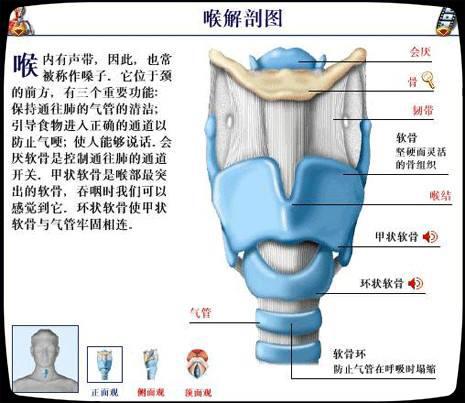 呼吸系统解剖图，呼吸系统解剖图手绘（人体解剖学：呼吸系统）