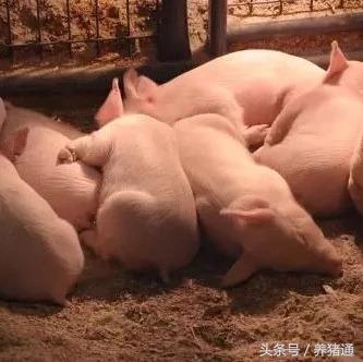 猪拉稀是什么原因，200斤大猪拉稀是啥原因（这5个因素常常引起猪腹泻）