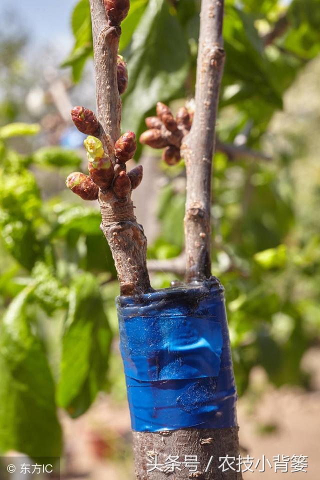 秋子树如何嫁接成核桃树，秋天桃树怎么嫁接（在什么时间用什么砧木最好）