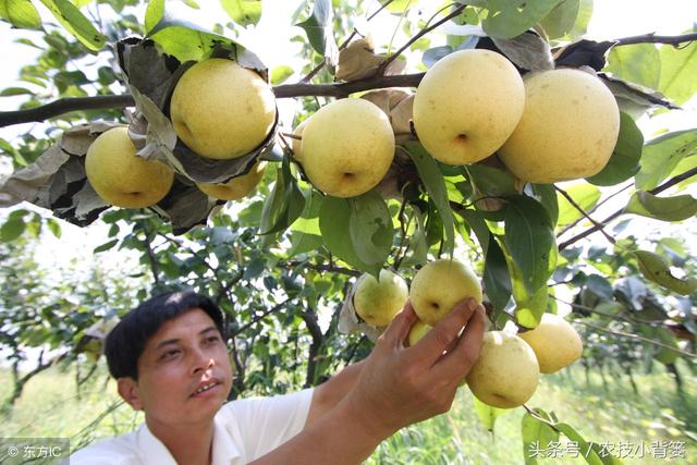 秋子树如何嫁接成核桃树，秋天桃树怎么嫁接（在什么时间用什么砧木最好）