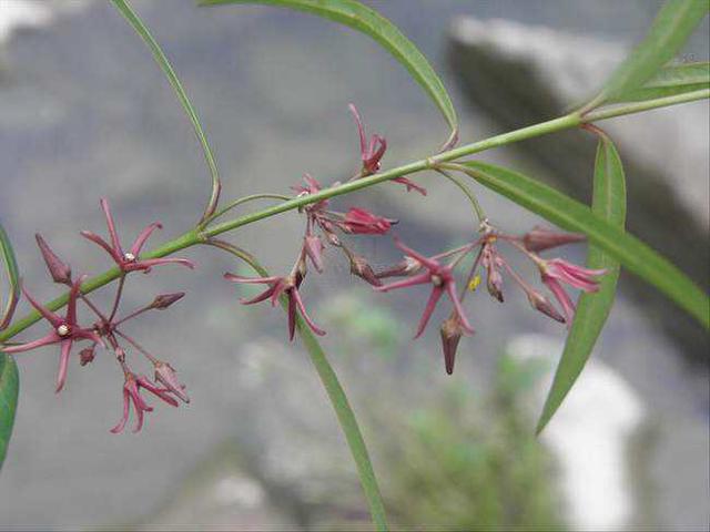 小对叶草的功效与作用，小对叶草的功效与作用图片（中药材徐长卿）