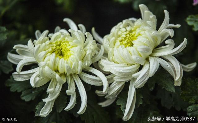 品德高尚的意思，送君子兰代表什么意思（六年级上册语文第一二单元复习资料）