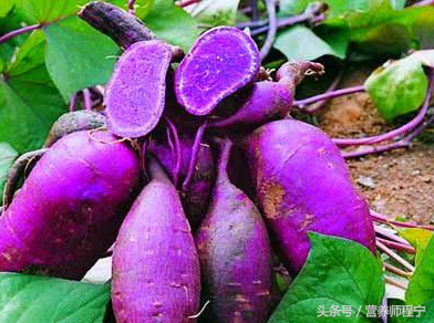 紫薯粥的功效与作用，燕麦紫薯粥的功效与作用（五谷养生必收藏：仅需5步）