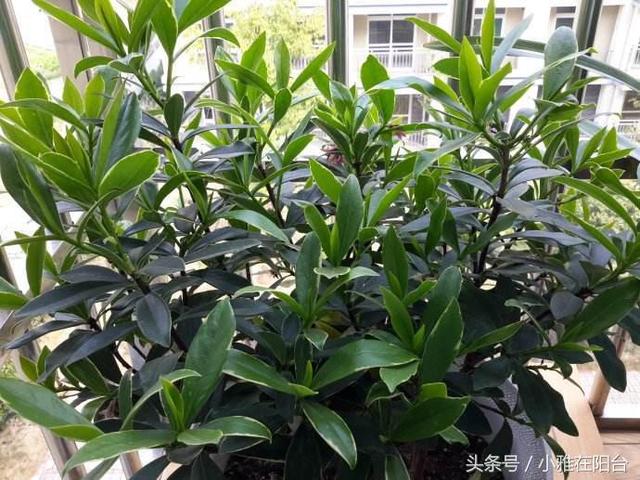 金边瑞香好养吗，金边瑞香习性及养护（每一片叶子都绿的发亮）