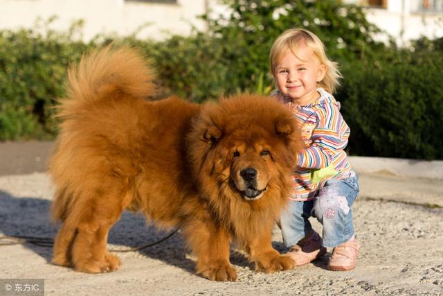 松狮多少钱一只，松狮价格是多少一只（购买松狮应该注意什么）