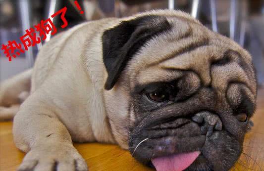 早起浮云走的下一句,早起浮云走的下一句是什么(中午晒死狗"这种天气