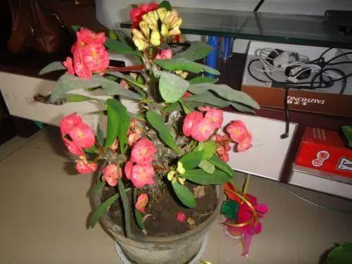 海棠花的养殖方法，海棠花如何养殖（家庭养花，海棠花的养殖方法）