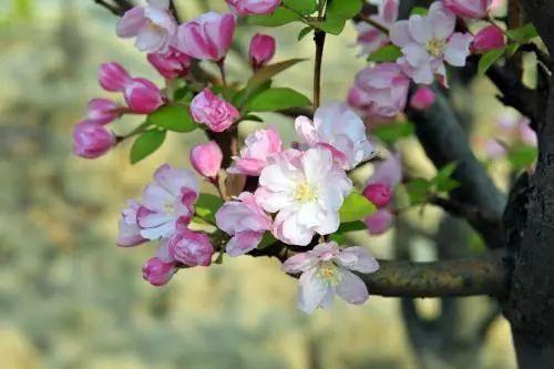 海棠花的养殖方法，海棠花如何养殖（家庭养花，海棠花的养殖方法）