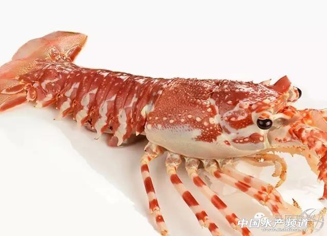 波龙,澳龙,花龙,小青龙,全球大龙虾(商捕重要品种)图谱汇总中国水产