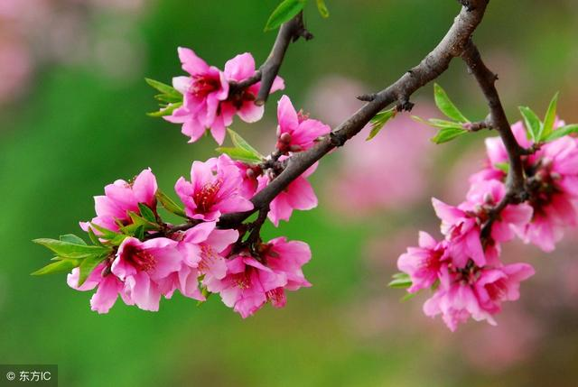 有关于桃花的诗句，有关于桃花的诗句或名言（写尽桃花娇艳欲滴之态）