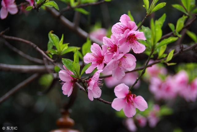 有关于桃花的诗句，有关于桃花的诗句或名言（写尽桃花娇艳欲滴之态）