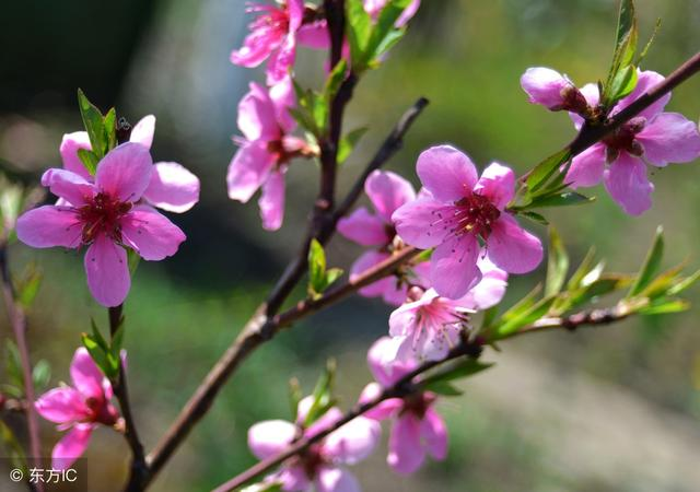 有关于桃花的诗句，有关于桃花的诗句或名言（写尽桃花娇艳欲滴之态）