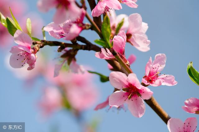 有关于桃花的诗句，有关于桃花的诗句或名言（写尽桃花娇艳欲滴之态）