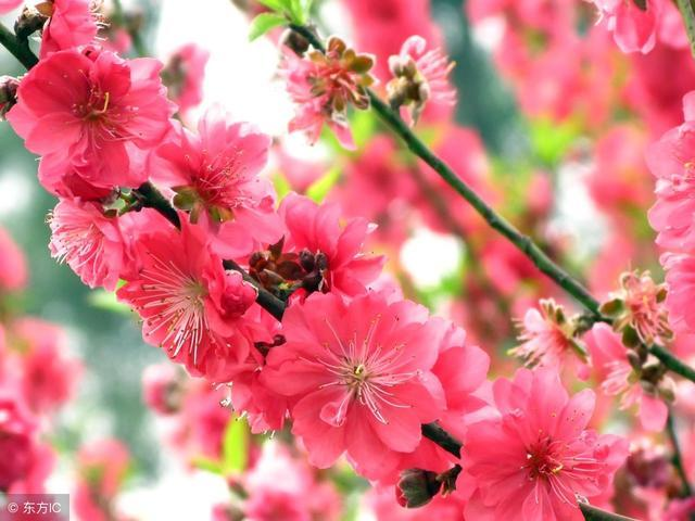 有关于桃花的诗句，有关于桃花的诗句或名言（写尽桃花娇艳欲滴之态）