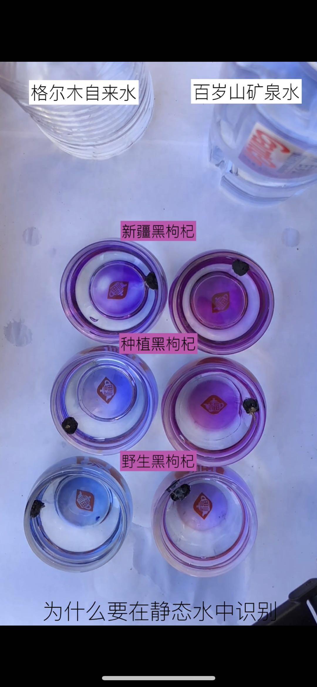 野生黑枸杞图片，教你辨别真假野生黑枸杞（四招教你识别野生黑枸杞的方法）