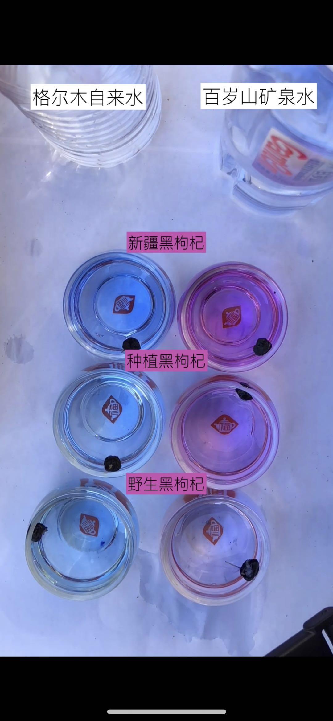 野生黑枸杞图片，教你辨别真假野生黑枸杞（四招教你识别野生黑枸杞的方法）