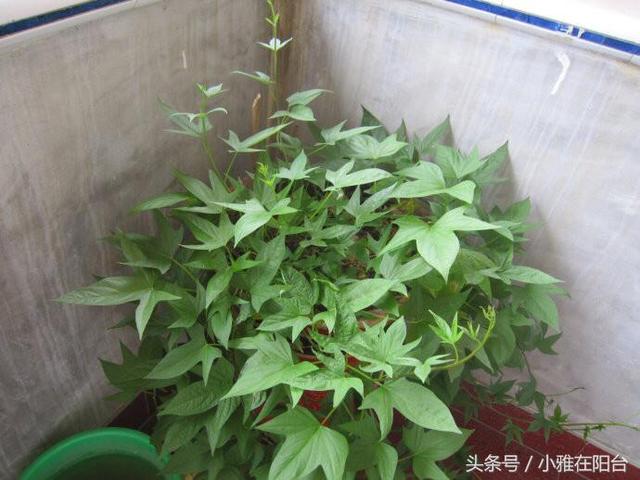 阳台适合种什么菜，阳台上适合种什么蔬菜（阳台种菜就种这5种蔬菜）