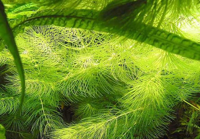 金魚藻是什麼植物,金魚藻(金魚藻水草怎麼養)