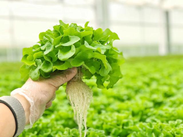 无土栽培蔬菜有害吗,无土栽培蔬菜为什么没有普及(到底能不能放心食用