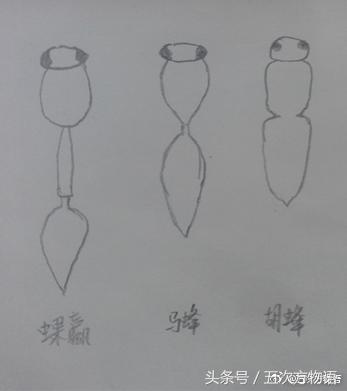 蚂蜂长什么样，蚂蜂是怎么样的（如何区分胡蜂、马蜂和黄蜂）