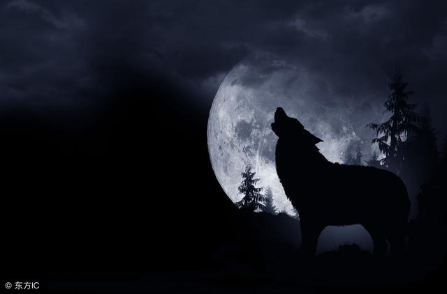 狼的精神品质是什么，狼的精神品质是什么样的（狼的精神，此文无价！）