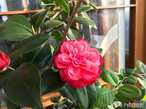 红茶花养殖方法，实用的山茶花种植技巧
