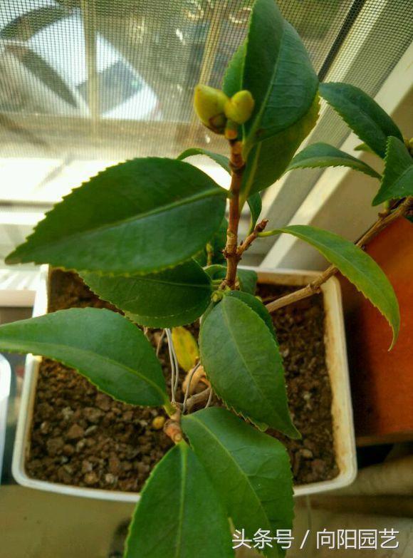 红茶花养殖方法，实用的山茶花种植技巧