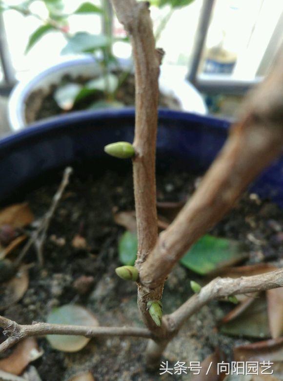 红茶花养殖方法，实用的山茶花种植技巧