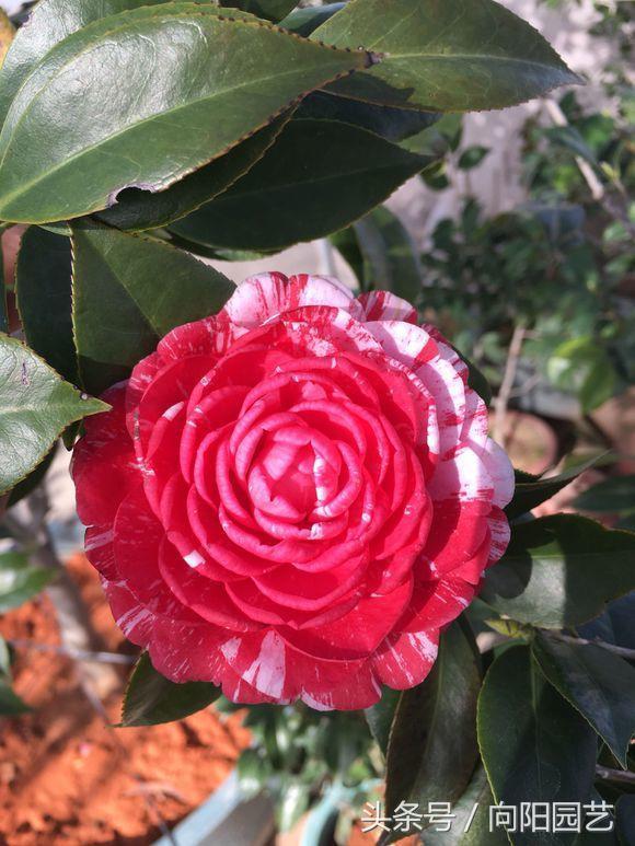 红茶花养殖方法，实用的山茶花种植技巧