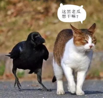 除了‘中“你还知道那些，东北话扯淡是什么意思