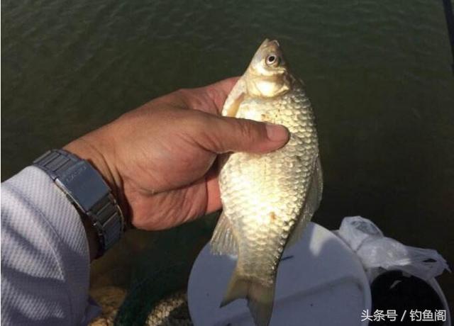 钓鱼怎样看浮标，钓鱼怎样看浮标是否鱼已经上钩（它就是一只好浮漂）