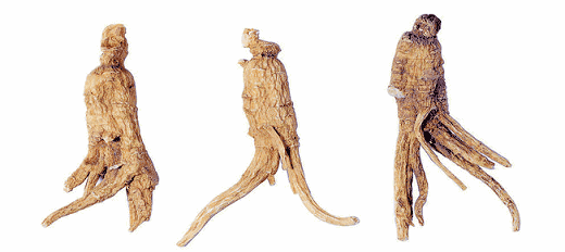 男人为什么不能吃当归，当归有什么作用和功效（它是女人的补血王）