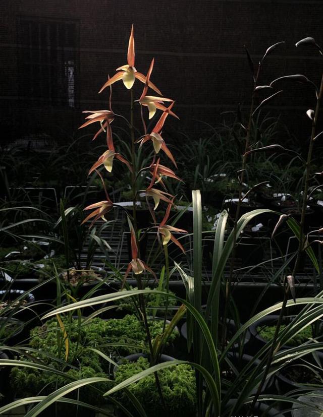 红花的功效与作用,真正的红花黄舌纯净素(红花的功效与作用主要治什么病) 红花的功效与作用,真正的红花黄舌纯净素(红花的功效与作用主要治什么病)