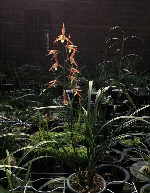 红花的功效与作用,真正的红花黄舌纯净素(红花的功效与作用主要治什么病) 红花的功效与作用,真正的红花黄舌纯净素(红花的功效与作用主要治什么病)