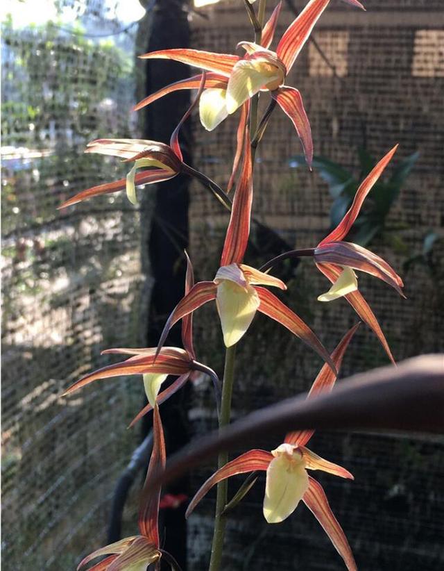 红花的功效与作用,真正的红花黄舌纯净素(红花的功效与作用主要治什么病) 红花的功效与作用,真正的红花黄舌纯净素(红花的功效与作用主要治什么病)