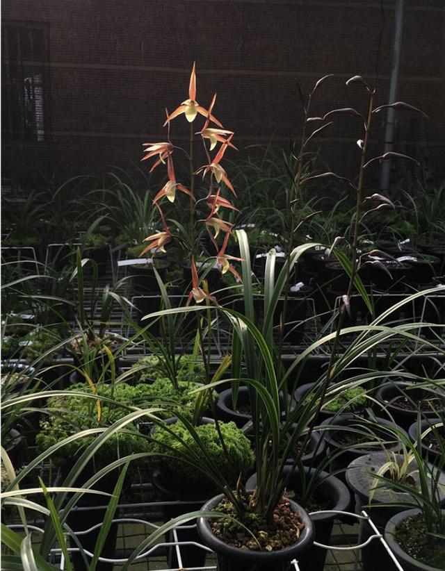 红花的功效与作用,真正的红花黄舌纯净素(红花的功效与作用主要治什么病) 红花的功效与作用,真正的红花黄舌纯净素(红花的功效与作用主要治什么病)