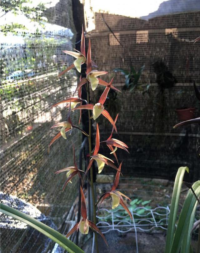 红花的功效与作用,真正的红花黄舌纯净素(红花的功效与作用主要治什么病) 红花的功效与作用,真正的红花黄舌纯净素(红花的功效与作用主要治什么病)