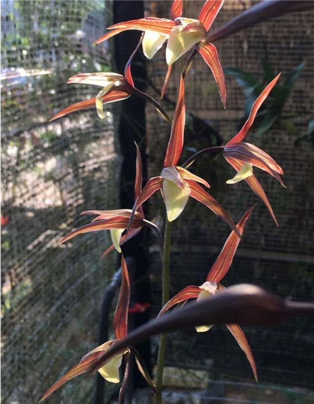 红花的功效与作用,真正的红花黄舌纯净素(红花的功效与作用主要治什么病) 红花的功效与作用,真正的红花黄舌纯净素(红花的功效与作用主要治什么病)