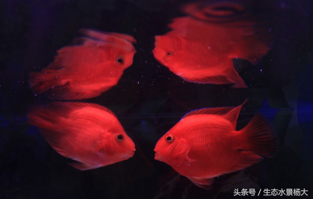 龙吐珠（龙吐珠鱼），各种观赏鱼的寓意，您都知道吗（龙吐珠鱼百科）