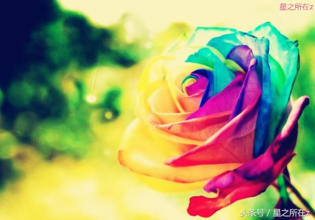 永生花的寓意，永生花的寓意祝福范文（得到永生花，能让爱情永恒吗）