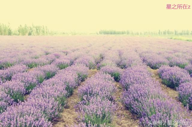 永生花的寓意，永生花的寓意祝福范文（得到永生花，能让爱情永恒吗）