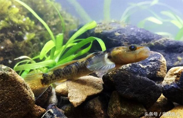 神农吻虾虎鱼被杨干荣教授于1983年发现于湖北省神农架阳日湾.