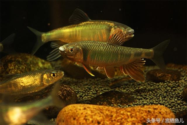 神农吻虾虎鱼被杨干荣教授于1983年发现于湖北省神农架阳日湾.