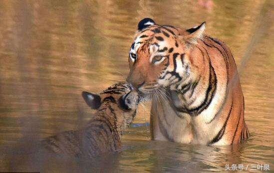 美眉是什么意思，美眉什么意思（来这里看最多的时髦流行女性称谓）