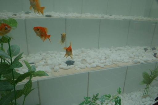 自制庭院小鱼池，手把手教你建室外鱼池