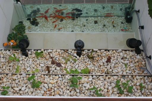 自制庭院小鱼池，手把手教你建室外鱼池