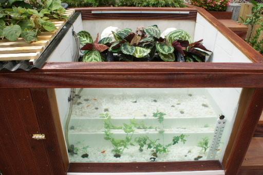 自制庭院小鱼池，手把手教你建室外鱼池